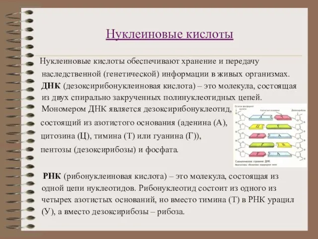 Нуклеиновые кислоты Нуклеиновые кислоты обеспечивают хранение и передачу наследственной (генетической) информации в