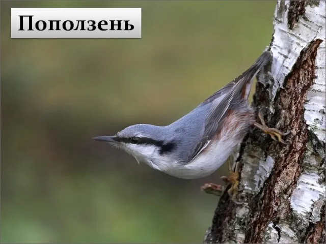 Поползень