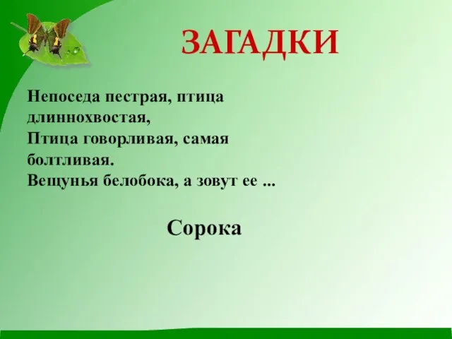 Непоседа пестрая, птица длиннохвостая, Птица говорливая, самая болтливая. Вещунья белобока, а зовут ее ... Сорока ЗАГАДКИ