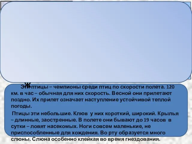 Эти птицы – чемпионы среди птиц по скорости полета. 120 км. в