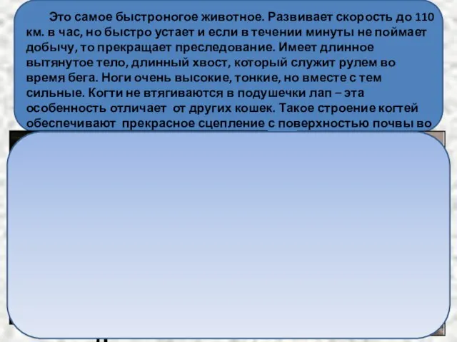 Это самое быстроногое животное. Развивает скорость до 110 км. в час, но