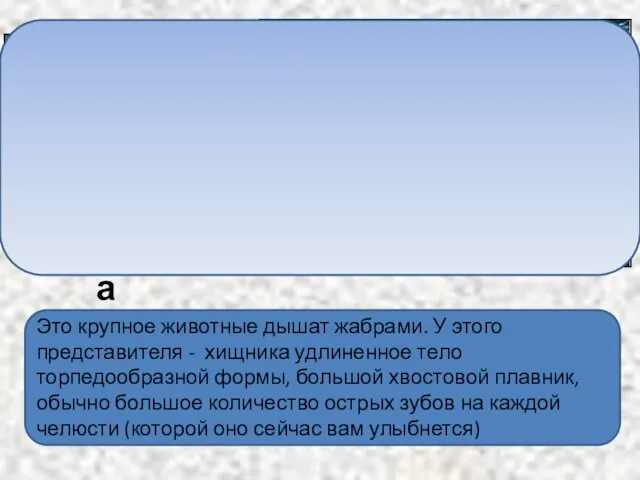 Это крупное животные дышат жабрами. У этого представителя - хищника удлиненное тело