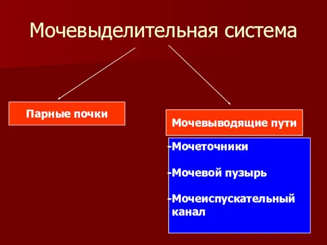 Мочевыделительная система Парные почки Мочевыводящие пути Мочеточники Мочевой пузырь Мочеиспускательный канал