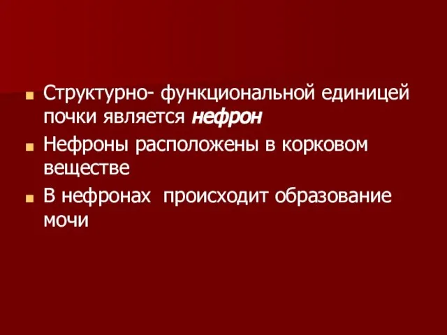 Структурно- функциональной единицей почки является нефрон Нефроны расположены в корковом веществе В нефронах происходит образование мочи