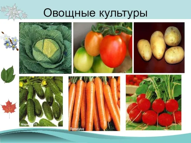 Овощные культуры