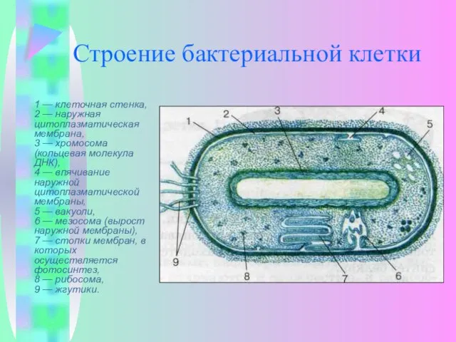 Строение бактериальной клетки 1 — клеточная стенка, 2 — наружная цитоплазматическая мембрана,
