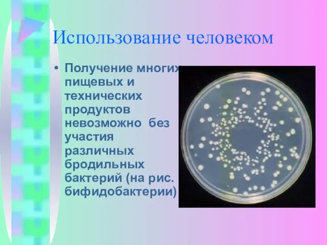 Использование человеком Получение многих пищевых и технических продуктов невозможно без участия различных