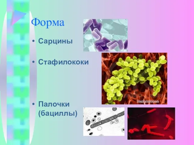 Форма Сарцины Стафилококи Палочки (бациллы)