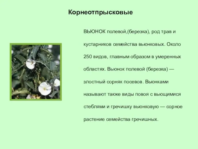 ВЬЮНОК полевой,(березка), род трав и кустарников семейства вьюнковых. Около 250 видов, главным