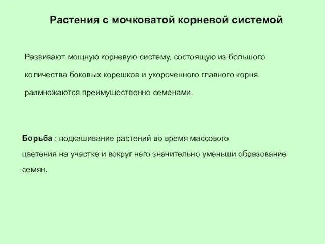 Растения с мочковатой корневой системой Развивают мощную корневую систему, состоящую из большого