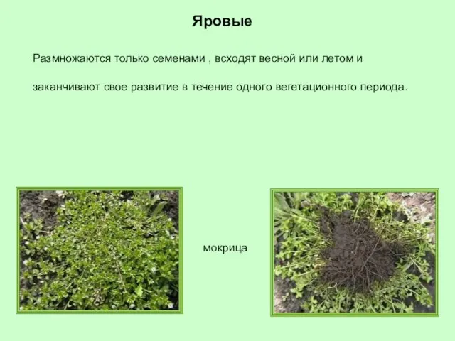 Яровые мокрица Размножаются только семенами , всходят весной или летом и заканчивают