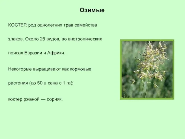 КОСТЕР, род однолетних трав семейства злаков. Около 25 видов, во внетропических поясах