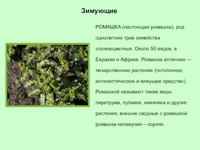 РОМАШКА (настоящая ромашка), род однолетних трав семейства сложноцветных. Около 50 видов, в