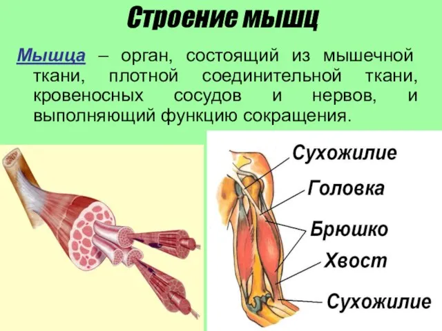 Строение мышц Мышца – орган, состоящий из мышечной ткани, плотной соединительной ткани,