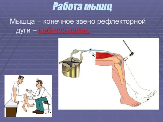 Работа мышц Мышца – конечное звено рефлекторной дуги – рабочий орган.