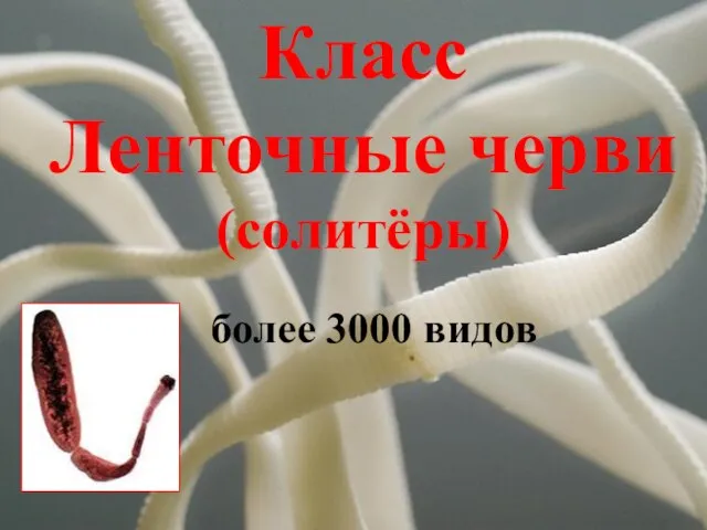 Класс Ленточные черви (солитёры) более 3000 видов