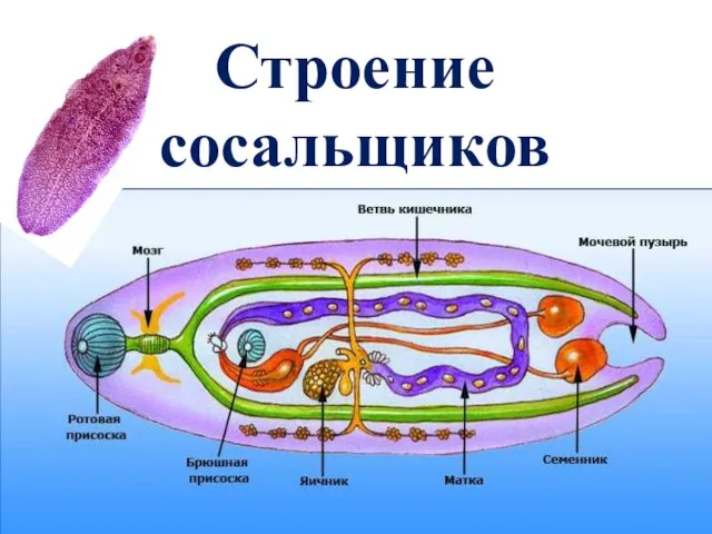 Строение сосальщиков