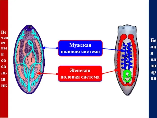 Печеночный сосальщик Белая планария