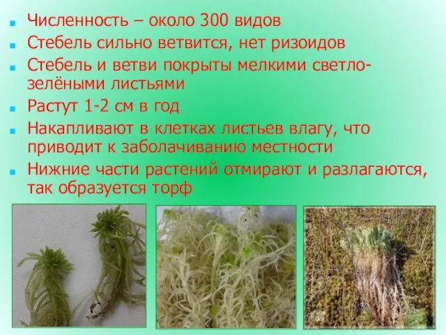 Численность – около 300 видов Стебель сильно ветвится, нет ризоидов Стебель и