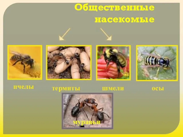 Презентация на тему Общественные насекомые