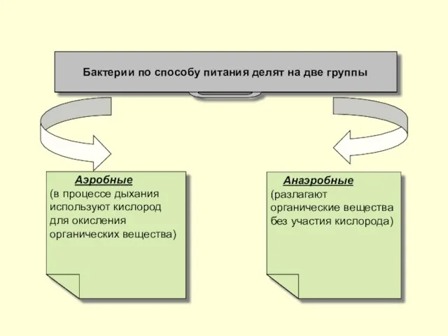 Бактерии по способу питания делят на две группы Анаэробные (разлагают органические вещества