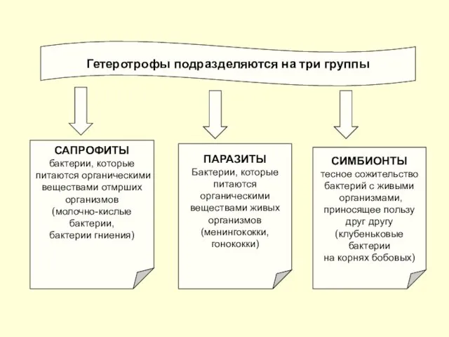 Гетеротрофы подразделяются на три группы САПРОФИТЫ бактерии, которые питаются органическими веществами отмрших