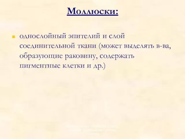 Моллюски: однослойный эпителий и слой соединительной ткани (может выделять в-ва, образующие раковину,