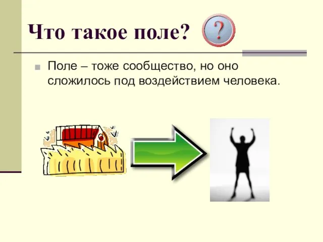 Что такое поле? Поле – тоже сообщество, но оно сложилось под воздействием человека.