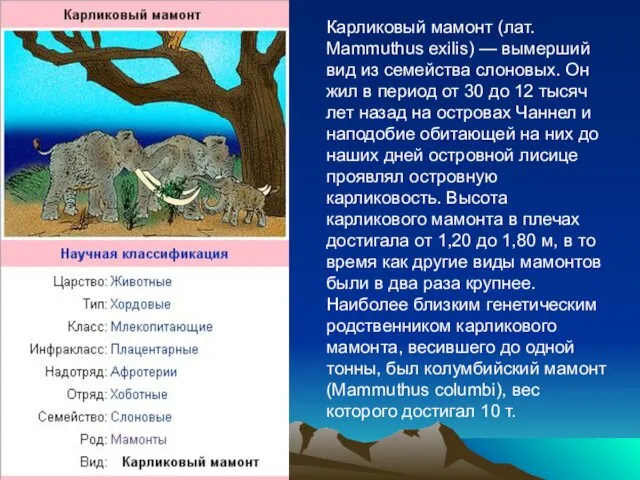 Карликовый мамонт (лат. Mammuthus exilis) — вымерший вид из семейства слоновых. Он