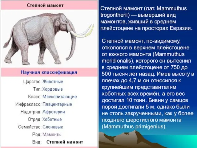 Степной мамонт (лат. Mammuthus trogontherii) — вымерший вид мамонтов, живший в среднем