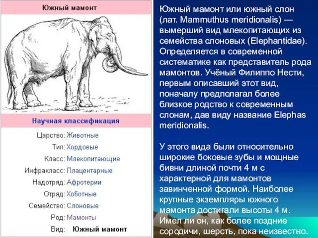 Южный мамонт или южный слон (лат. Mammuthus meridionalis) — вымерший вид млекопитающих