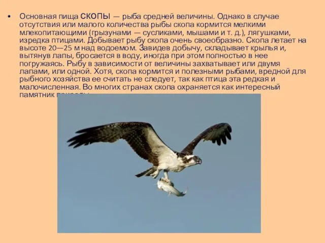 Основная пища скопы — рыба средней величины. Однако в случае отсутствия или