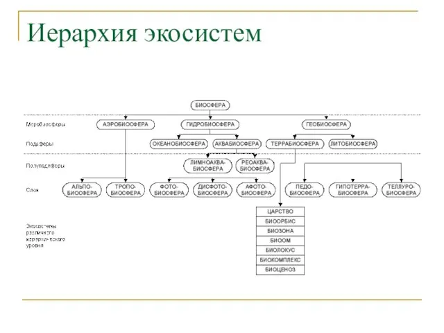 Иерархия экосистем