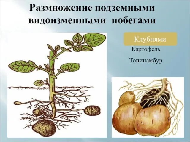 Размножение подземными видоизменными побегами Клубнями Картофель Топинамбур