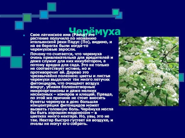 Черёмуха Свое латинское имя (Padus) это растение получило по названию итальянской реки