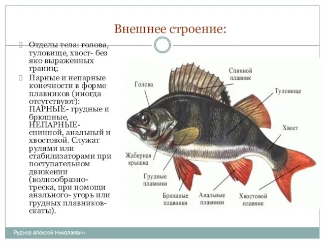 Внешнее строение: Отделы тела: голова, туловище, хвост- без яко выраженных границ; Парные