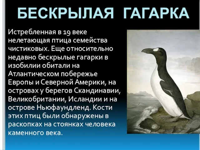 БЕСКРЫЛАЯ ГАГАРКА Истребленная в 19 веке нелетающая птица семейства чистиковых. Еще относительно