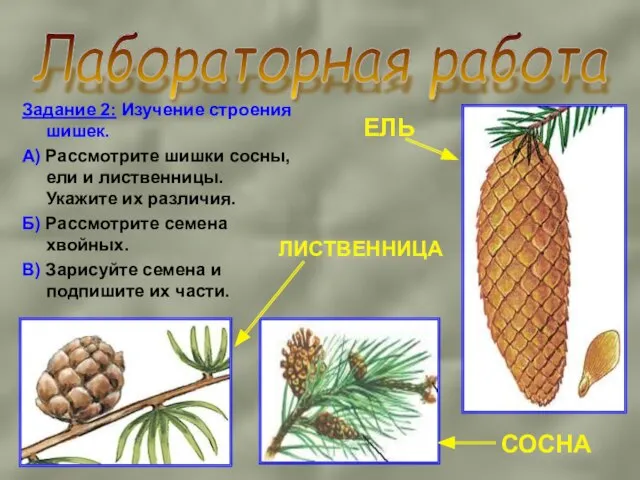 Лабораторная работа Задание 2: Изучение строения шишек. А) Рассмотрите шишки сосны, ели