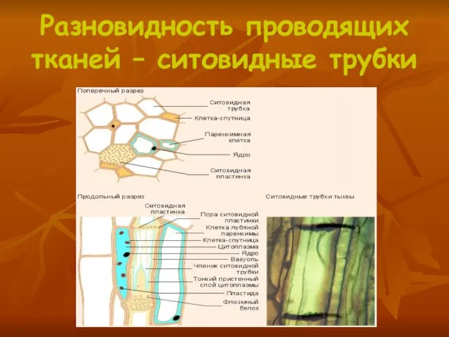 Разновидность проводящих тканей – ситовидные трубки