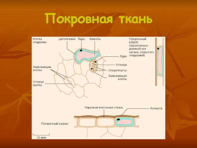 Покровная ткань