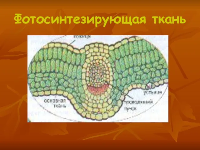 Фотосинтезирующая ткань