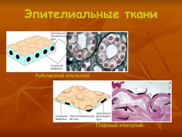 Эпителиальные ткани Кубический эпителий Плоский эпителий