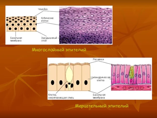 Мерцательный эпителий Многослойный эпителий