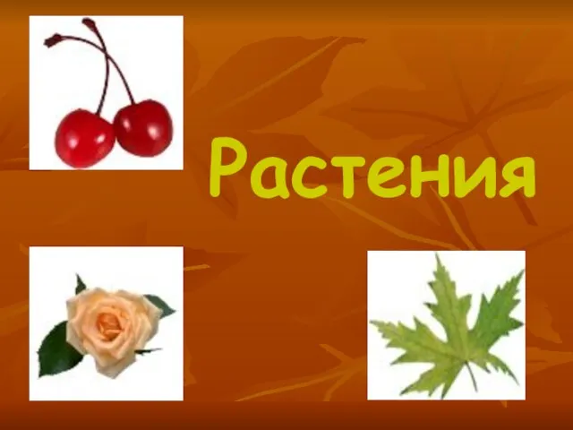 Растения