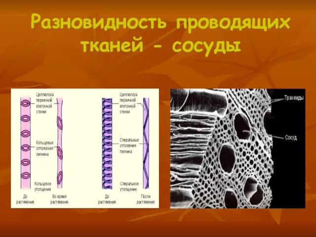 Разновидность проводящих тканей - сосуды