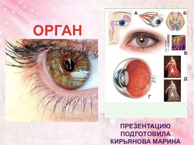 Презентация на тему Орган зрения