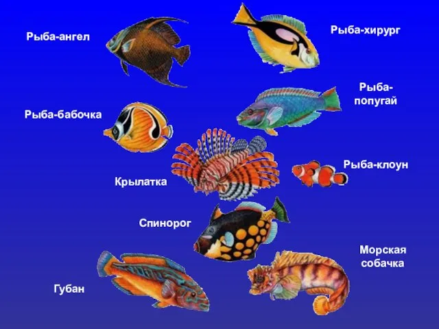 Рыба-ангел Рыба-хирург Рыба-бабочка Рыба- попугай Крылатка Рыба-клоун Спинорог Губан Морская собачка