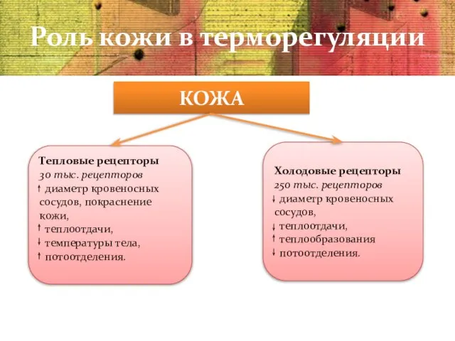 Роль кожи в терморегуляции КОЖА Тепловые рецепторы 30 тыс. рецепторов диаметр кровеносных