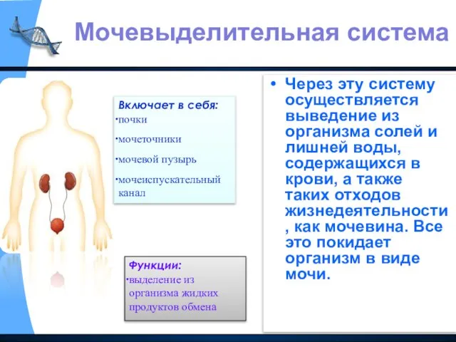 Через эту систему осуществляется выведение из организма солей и лишней воды, содержащихся