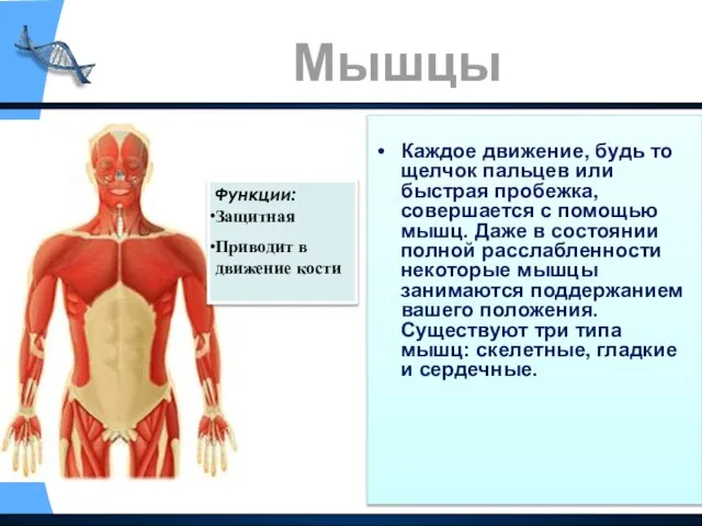 Каждое движение, будь то щелчок пальцев или быстрая пробежка, совершается с помощью